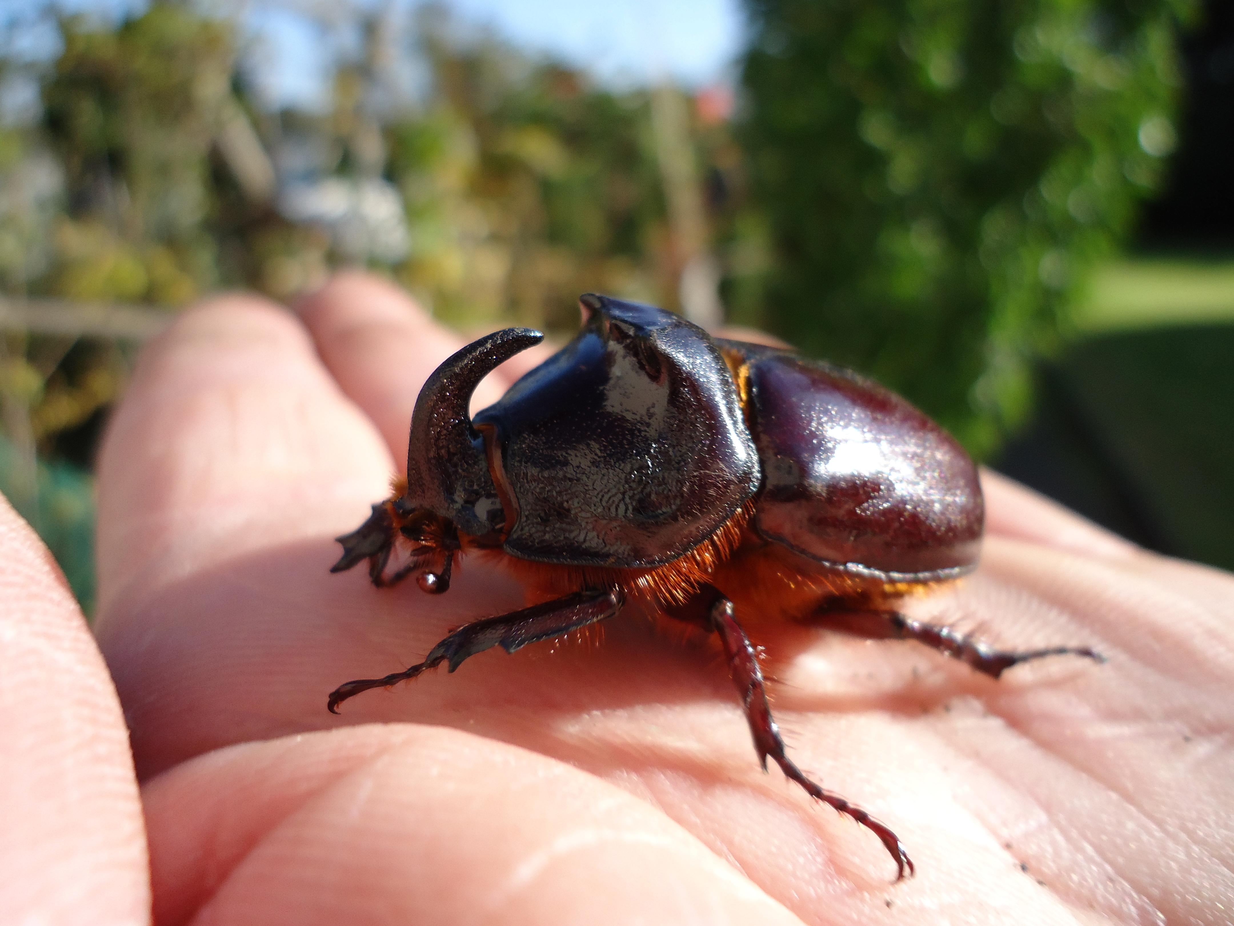 Käfer im Garten