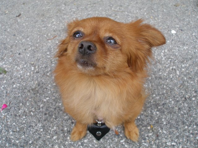 Heimhund Gina
