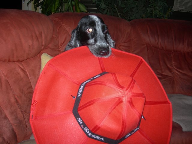 Unschuldiger kann ein Hund nicht gucken! (R.I.P. Jacky!)