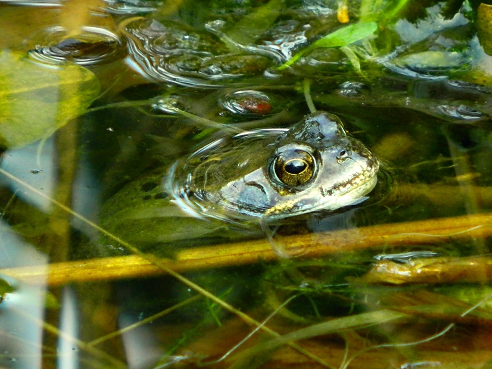 Frosch