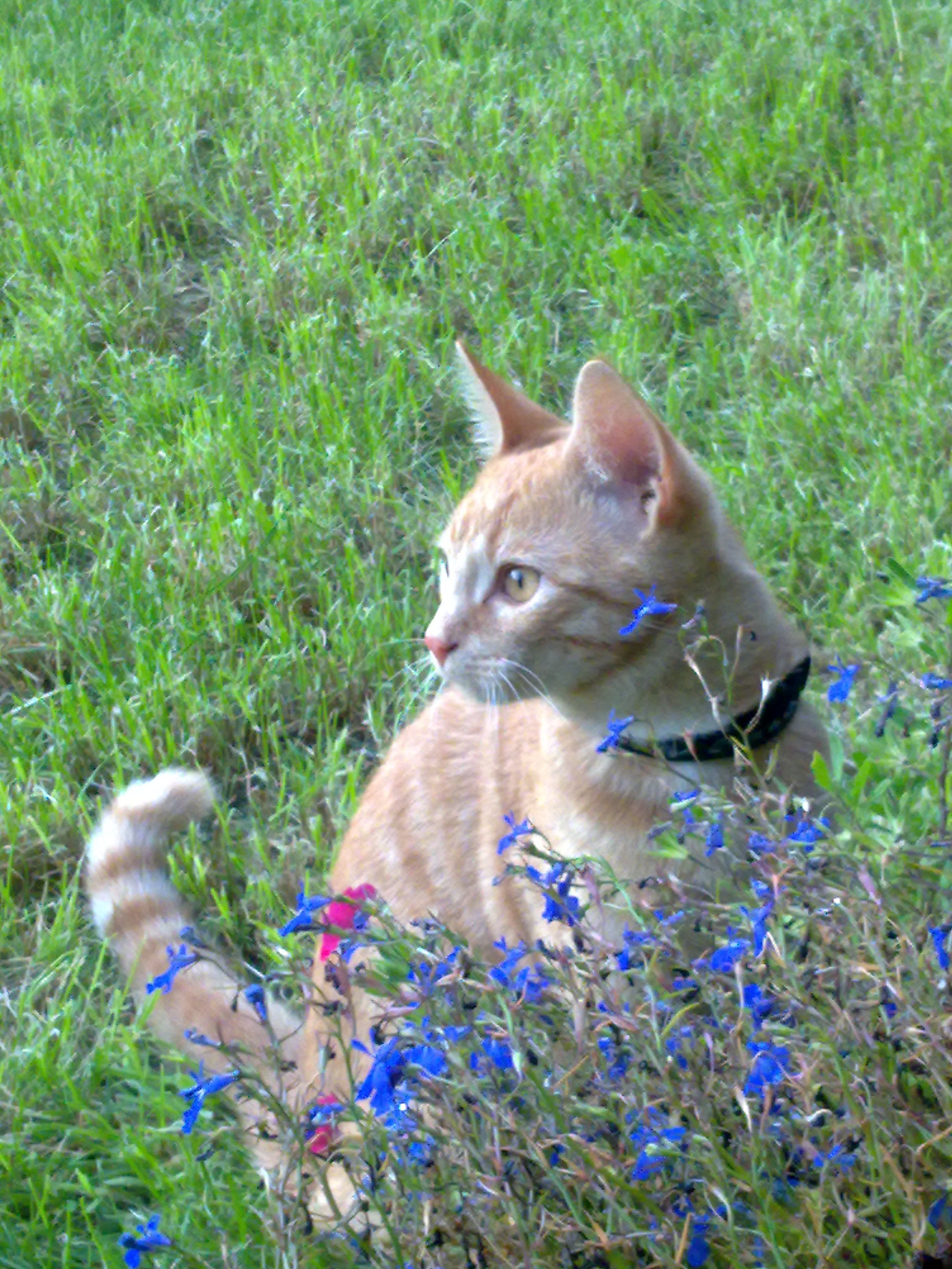 Rocky in der Natur!