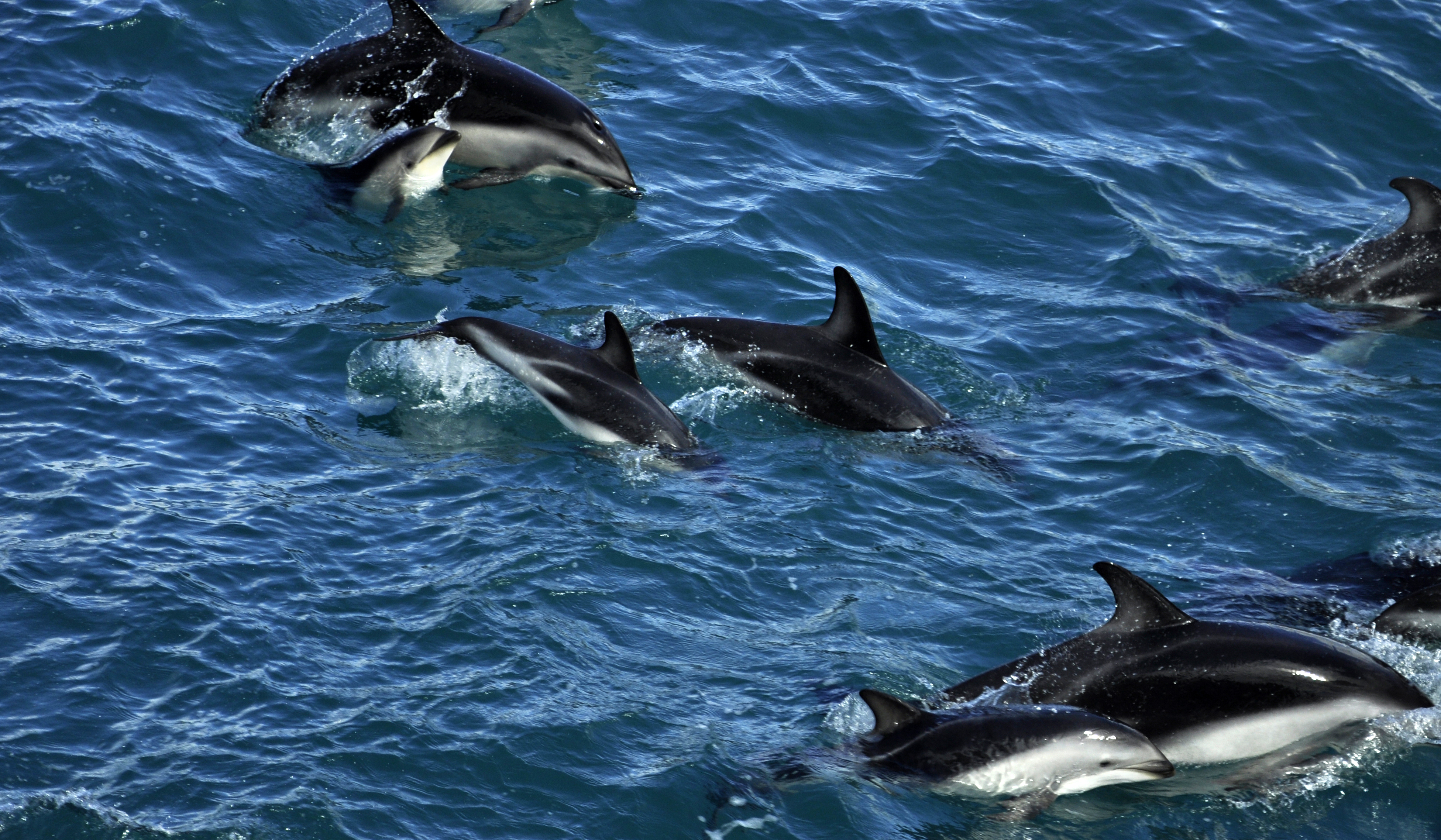 Hector Delphine mit Jungtieren, Neuseeland