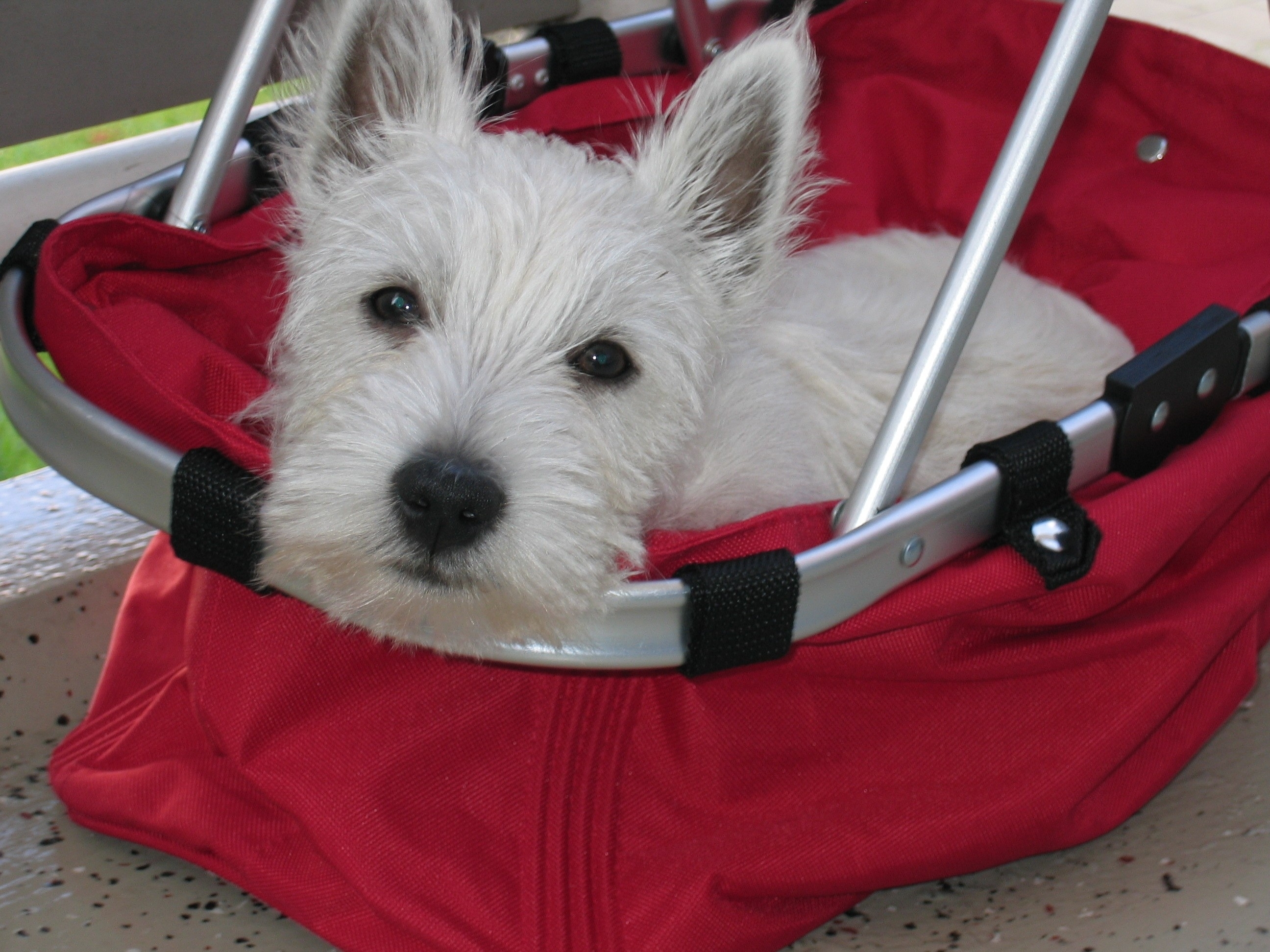 Hund im Korb