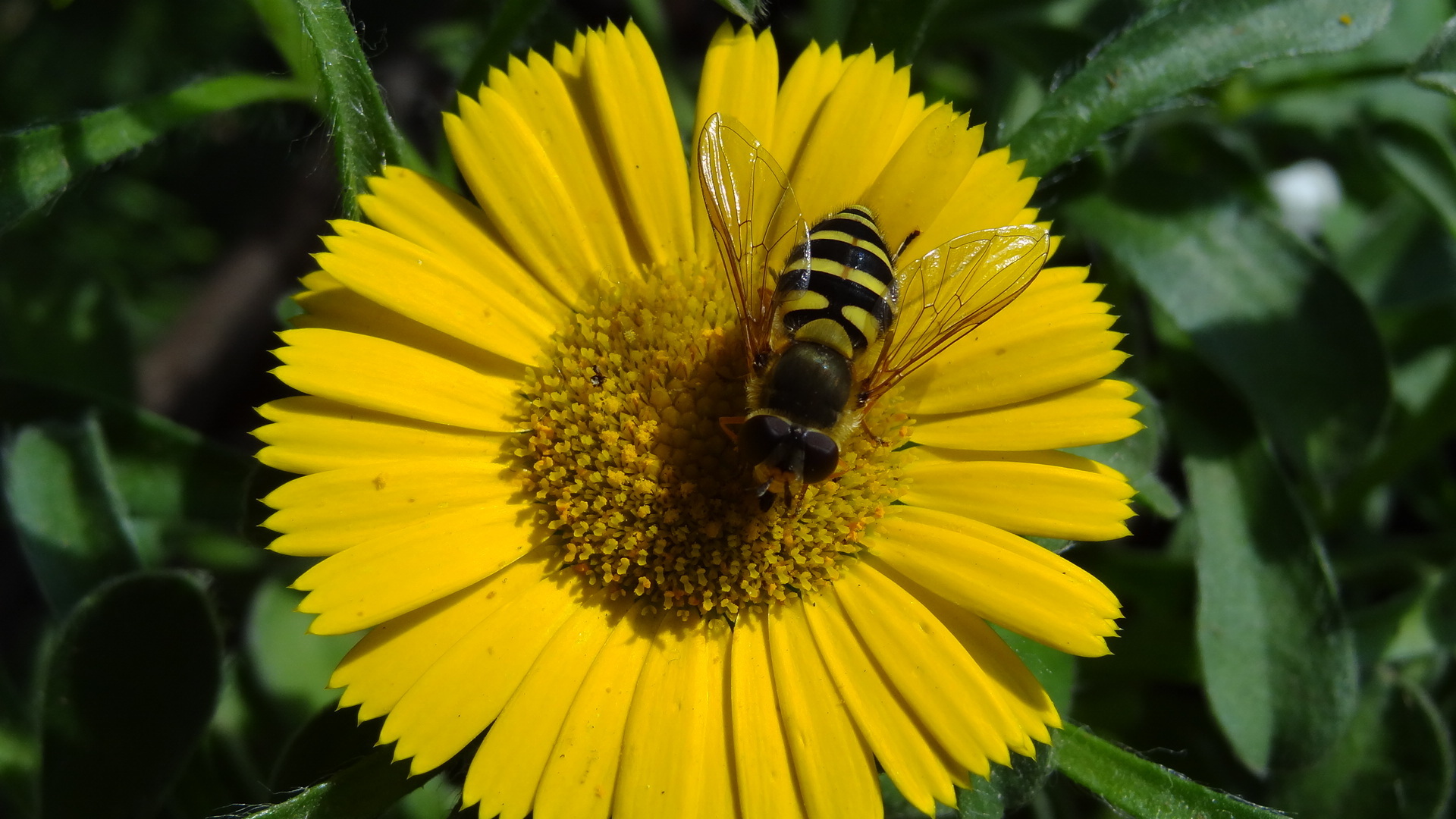 So schmeckt der Sommer