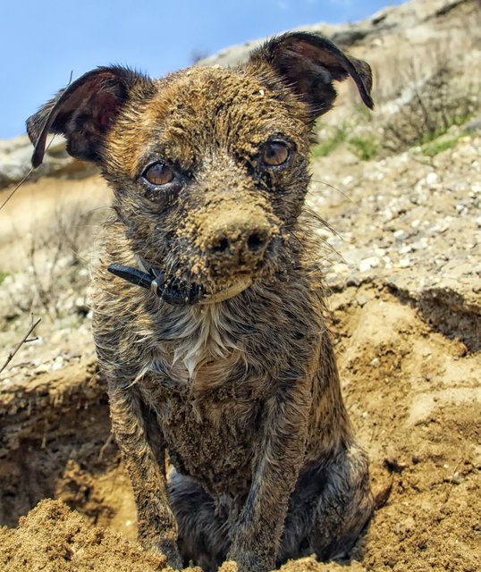 Trüffelhund