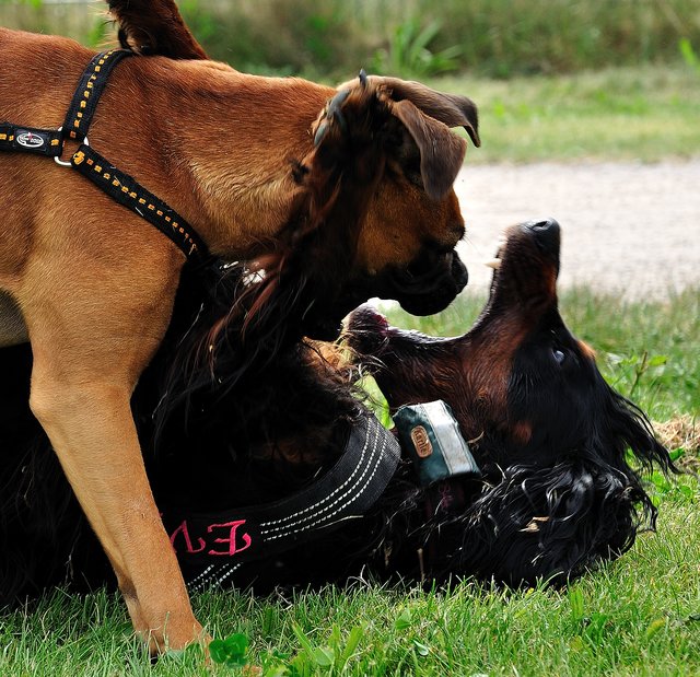 die spielen nur /Gordonsetter Eve und Boxer Nala
