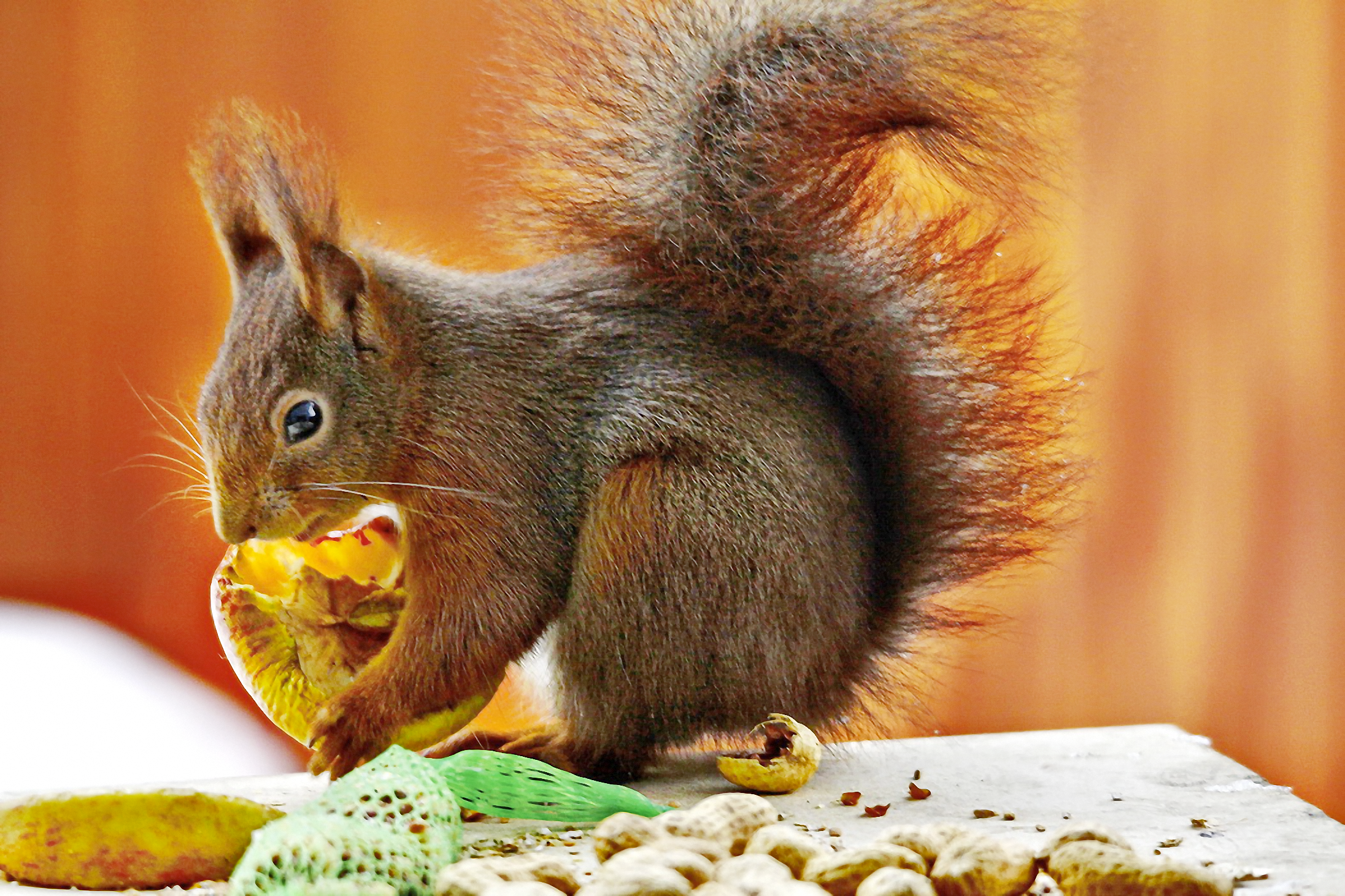 hmmm...ein lecker Äpfelchen...
