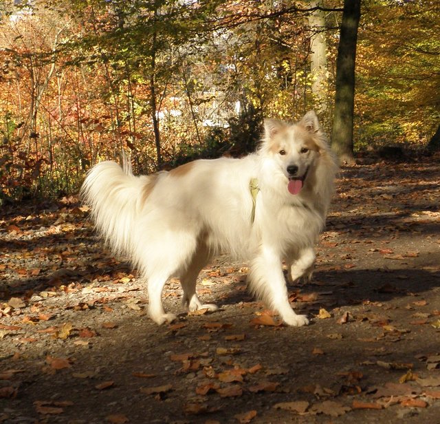 Farbenspiel im Herbst