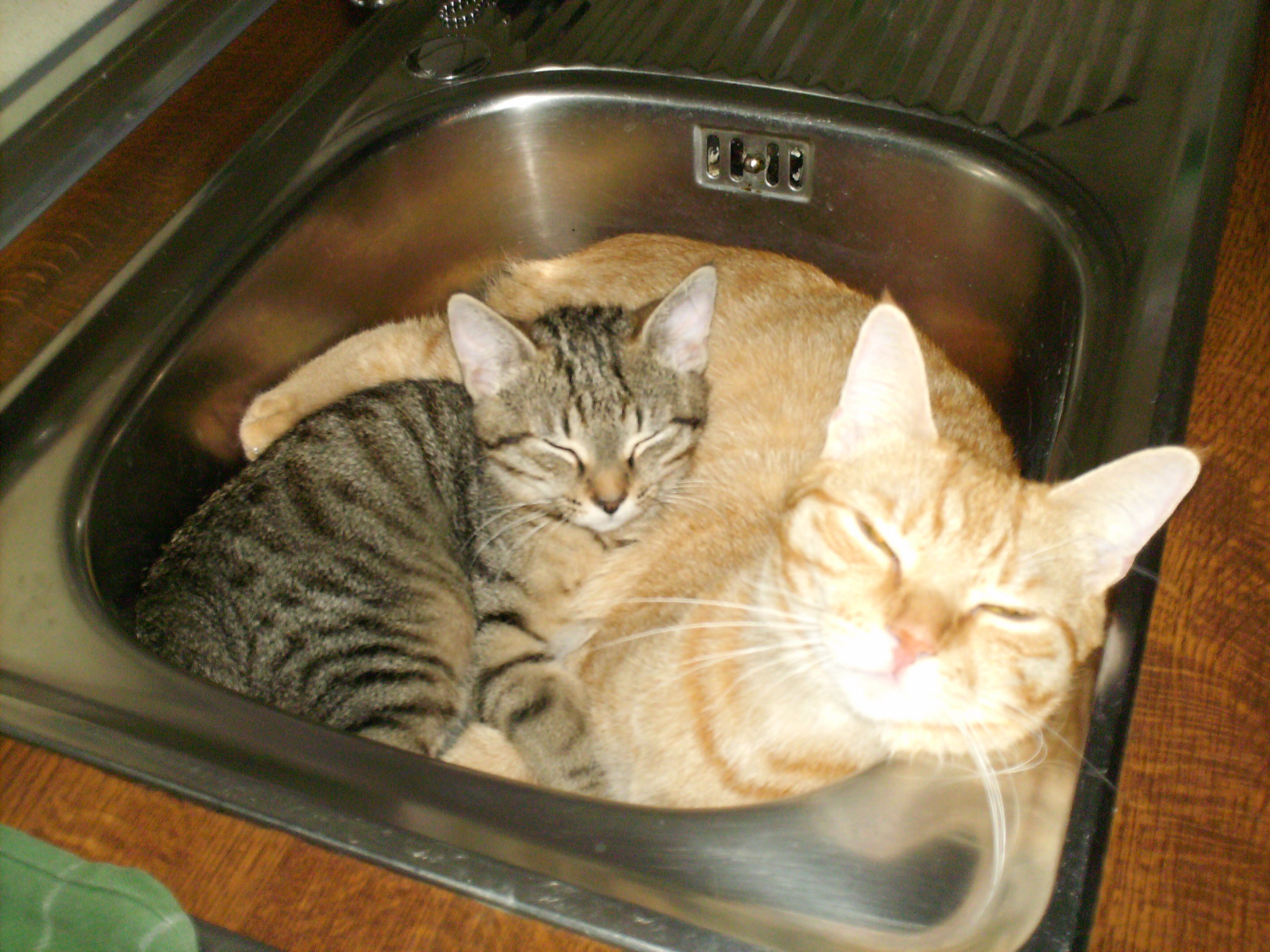 Sunny und Felix ich habe euch verdammt dolle lieb :-)
