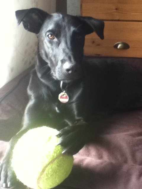 Sparky will nur spielen :o)