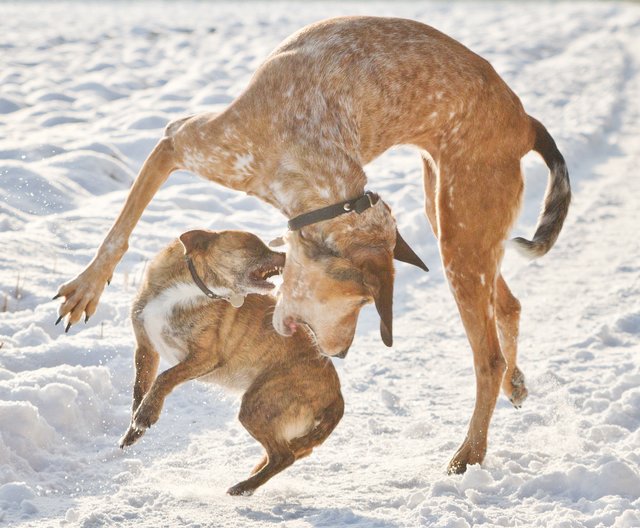 Hundeballett