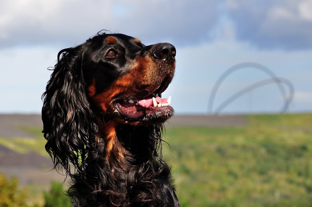 Eve,Gordonsetter aus Gelsenkirchen auf der Halde Hoppenbruch in Herten.