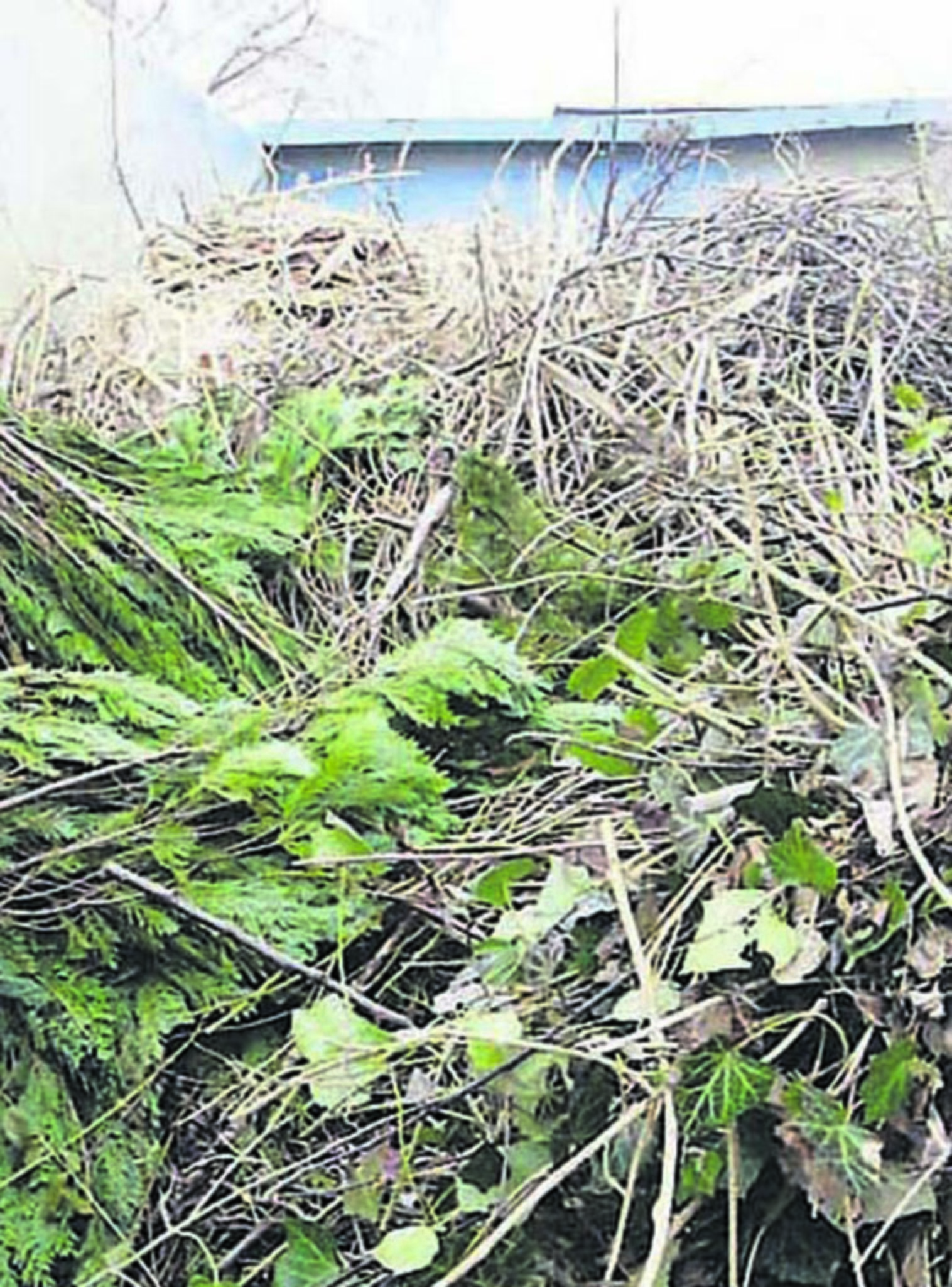 HobbyGärtner aufgepasst! Herne schickt wieder Grün