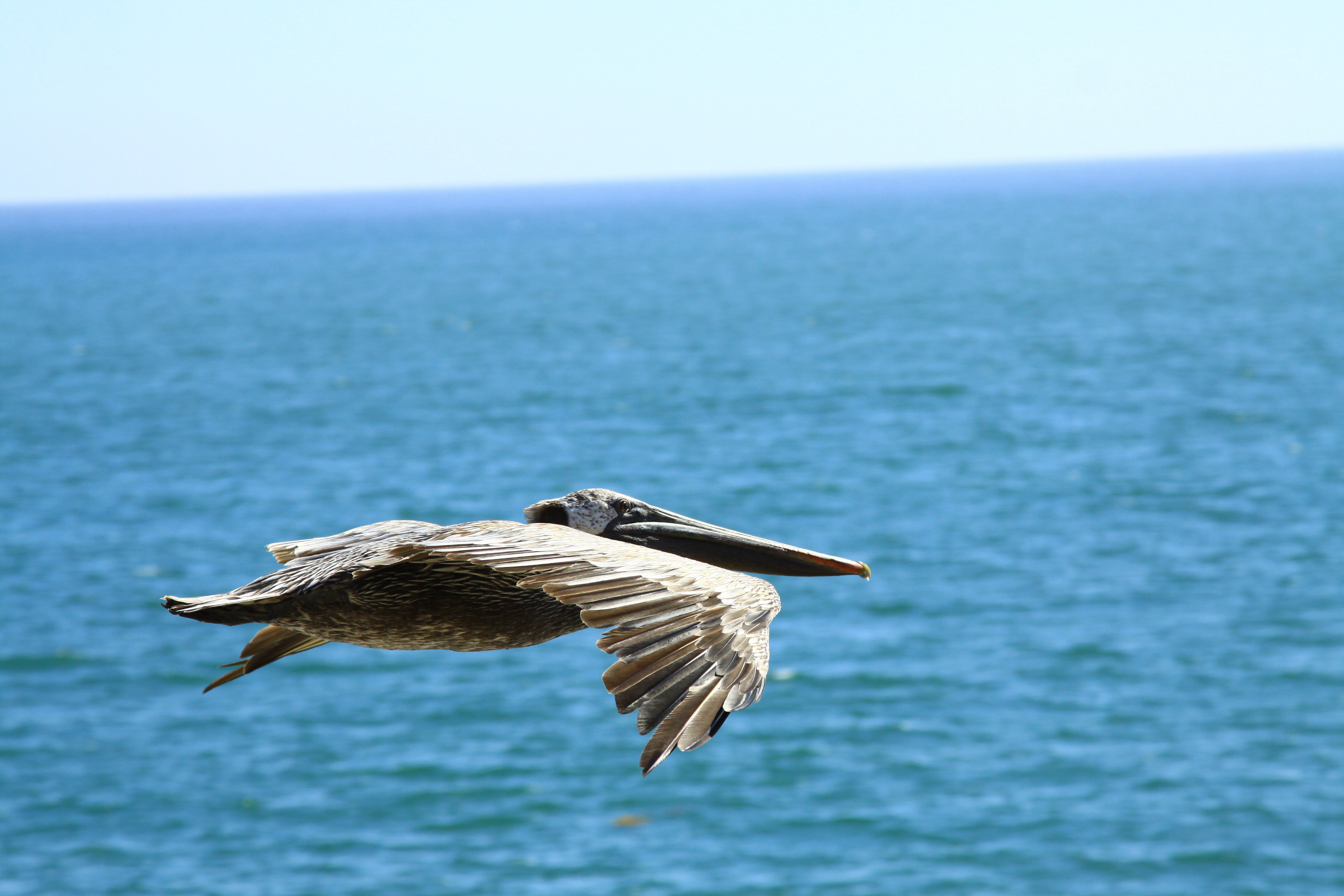Pelikan im Gleitflug am Strand von Malibu