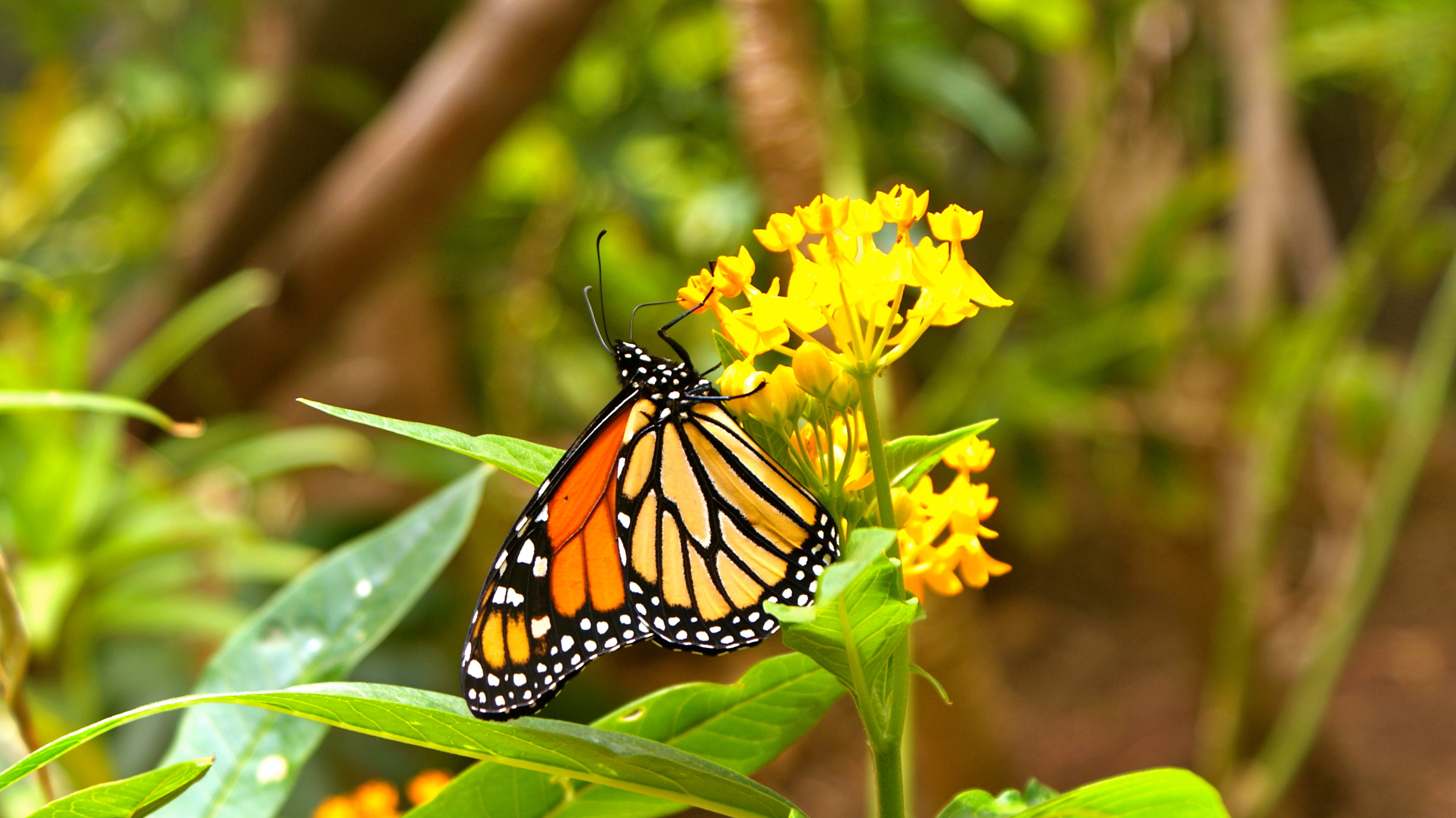 Schmetterling