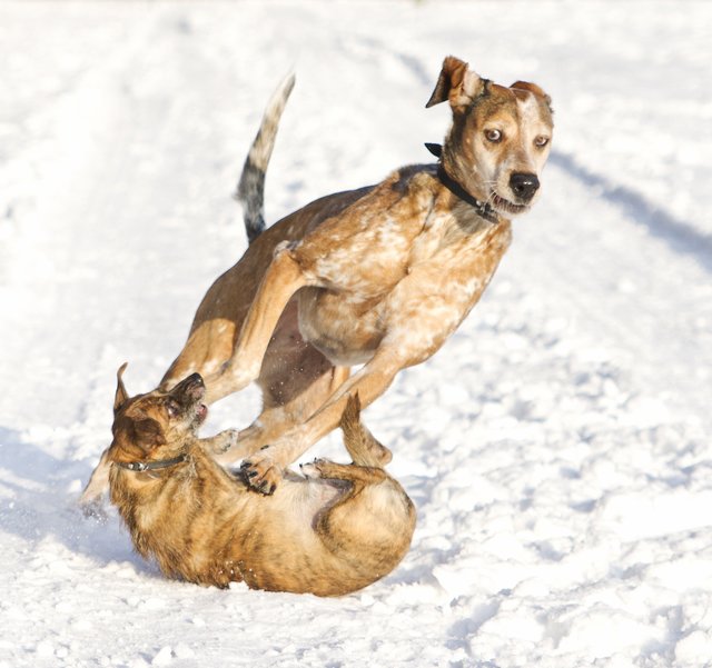 Hunde-Hürden-Lauf