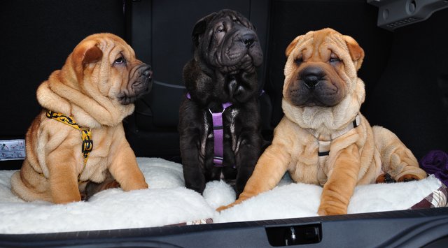 Whyski ,Leni und Max