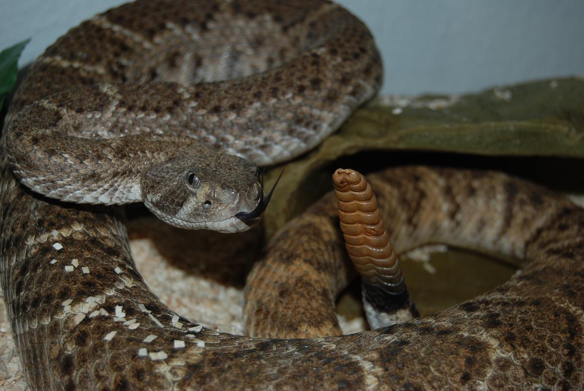 Atrox