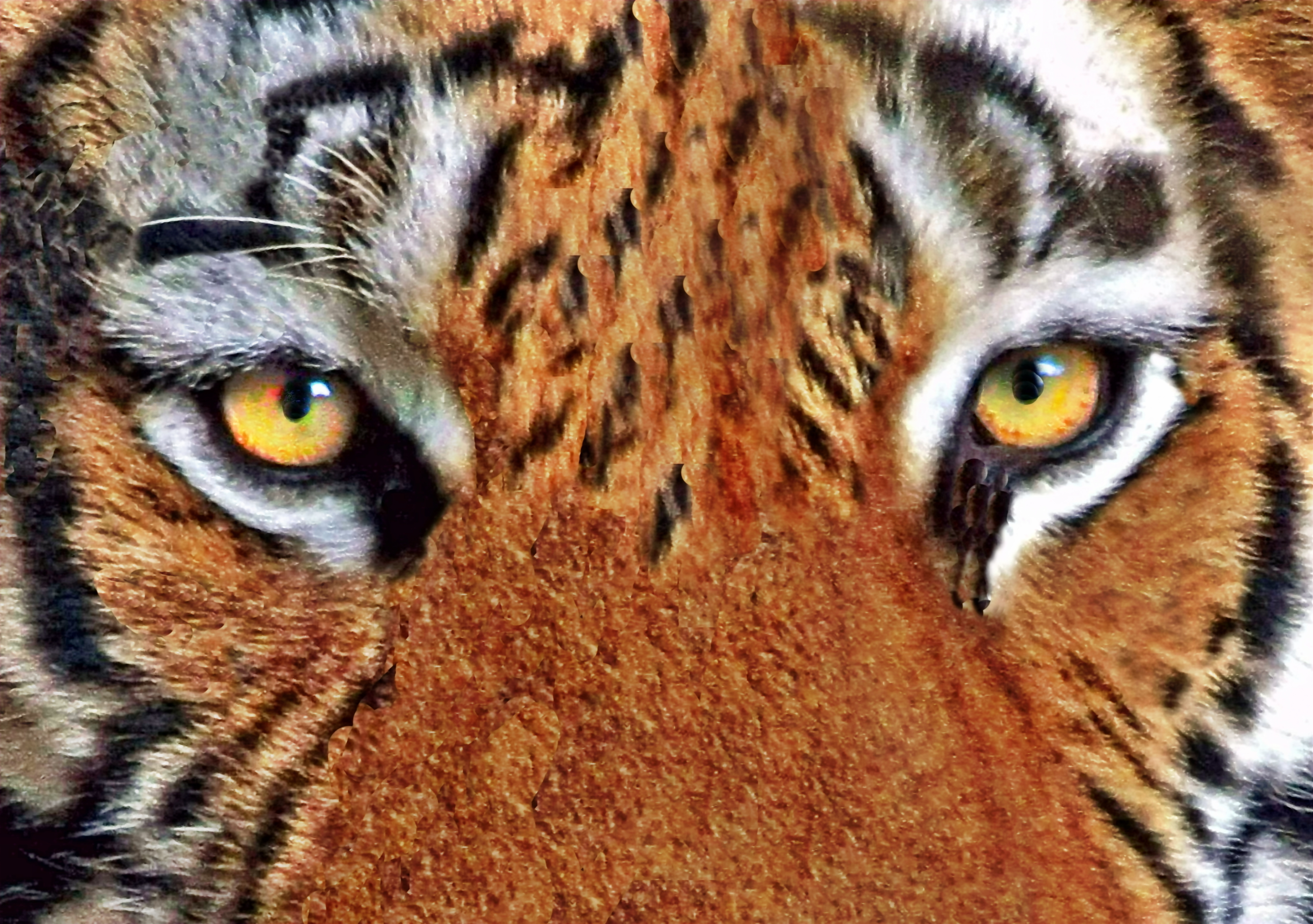 Tigeraugen