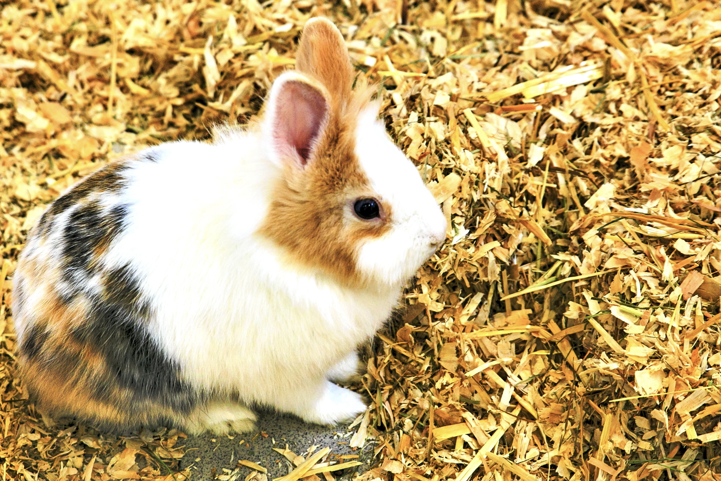 ich war ein Weihnachtsgeschenk, jetzt sitze ich hier im Tierheim....