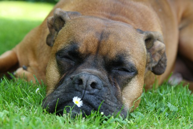 Das Gänseblümchen schnappe ich mir gleich ;-)