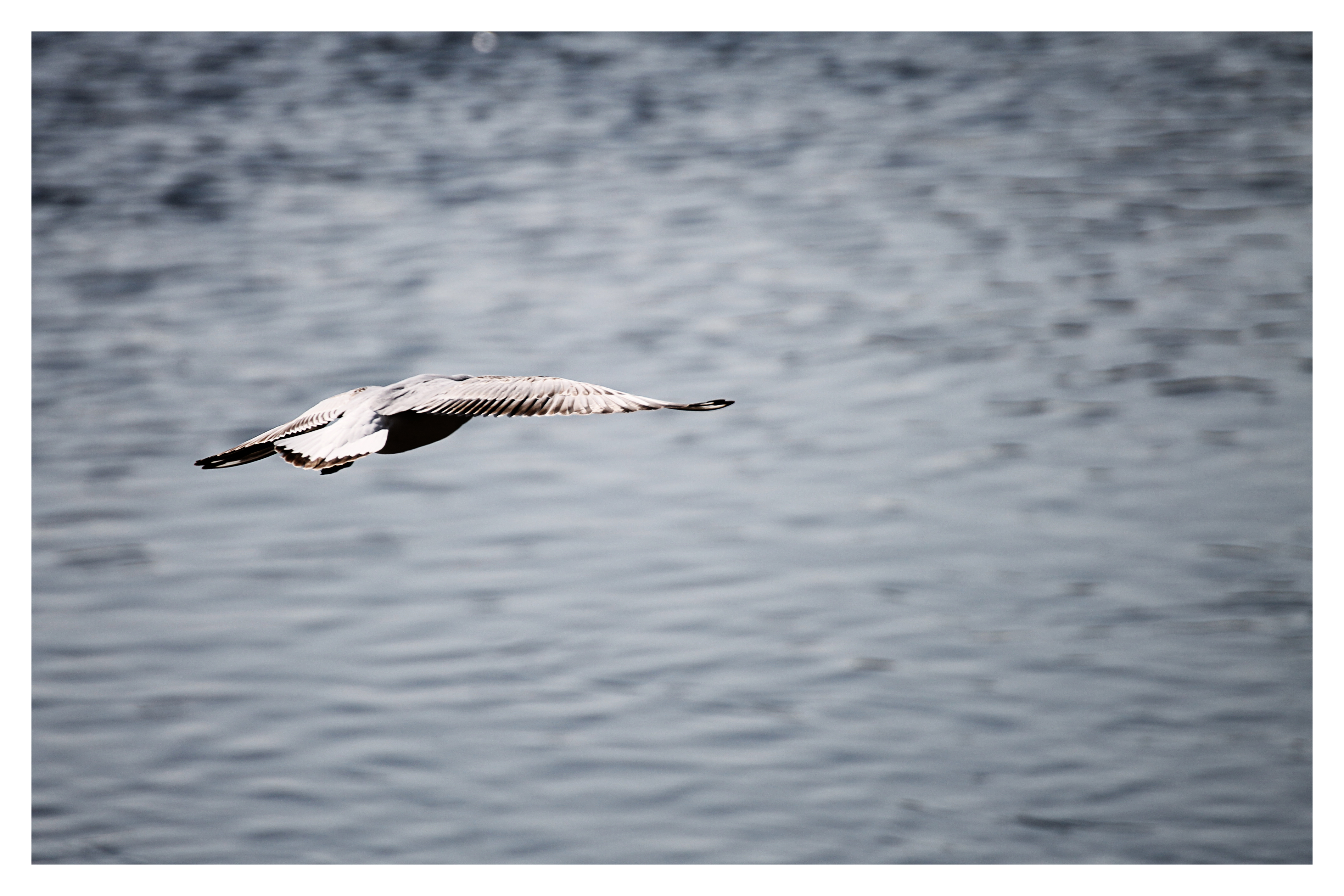 Ich fliege fort