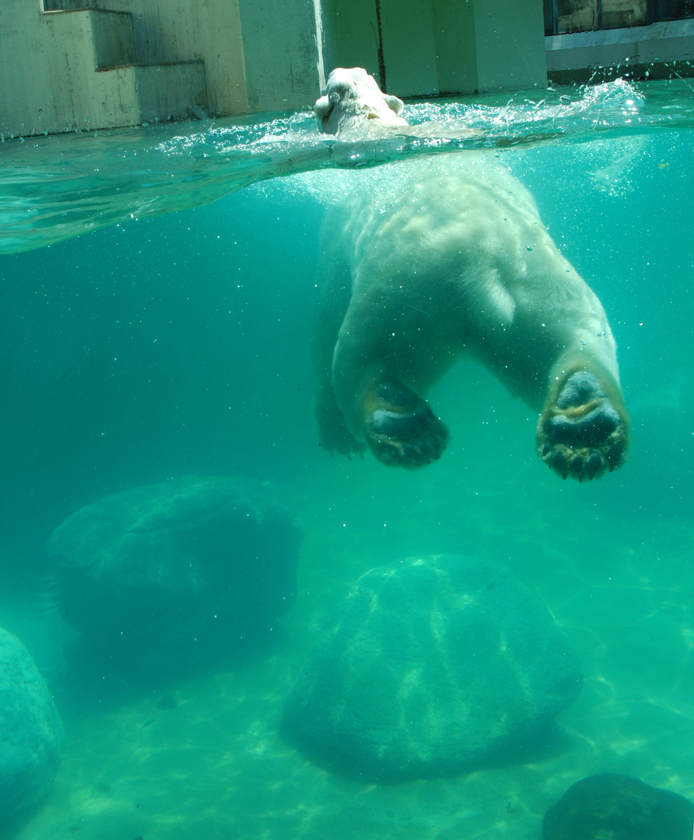 Ich möchte ein Eisbär sein...
