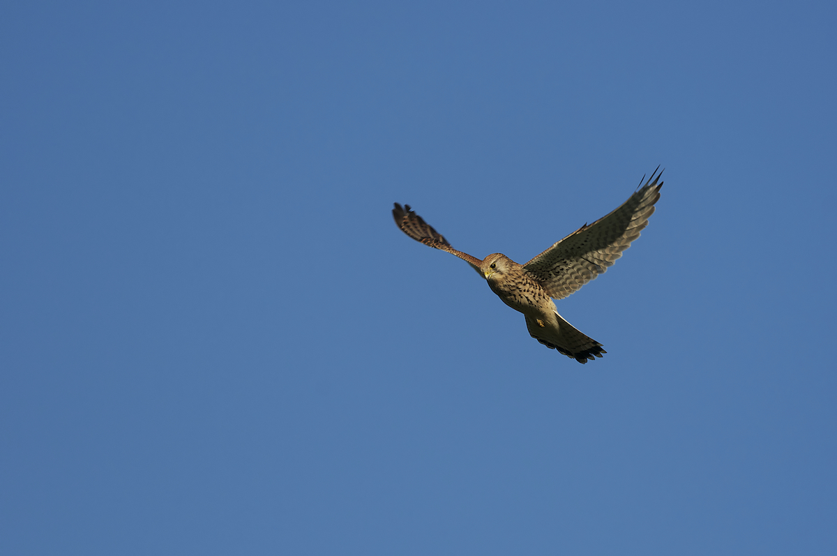 Weiblicher Turmfalke im Rüttelflug, Xanten, Bislicher Insel