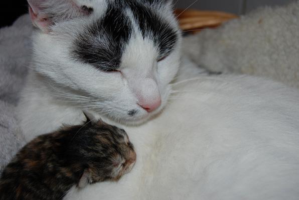 Mama