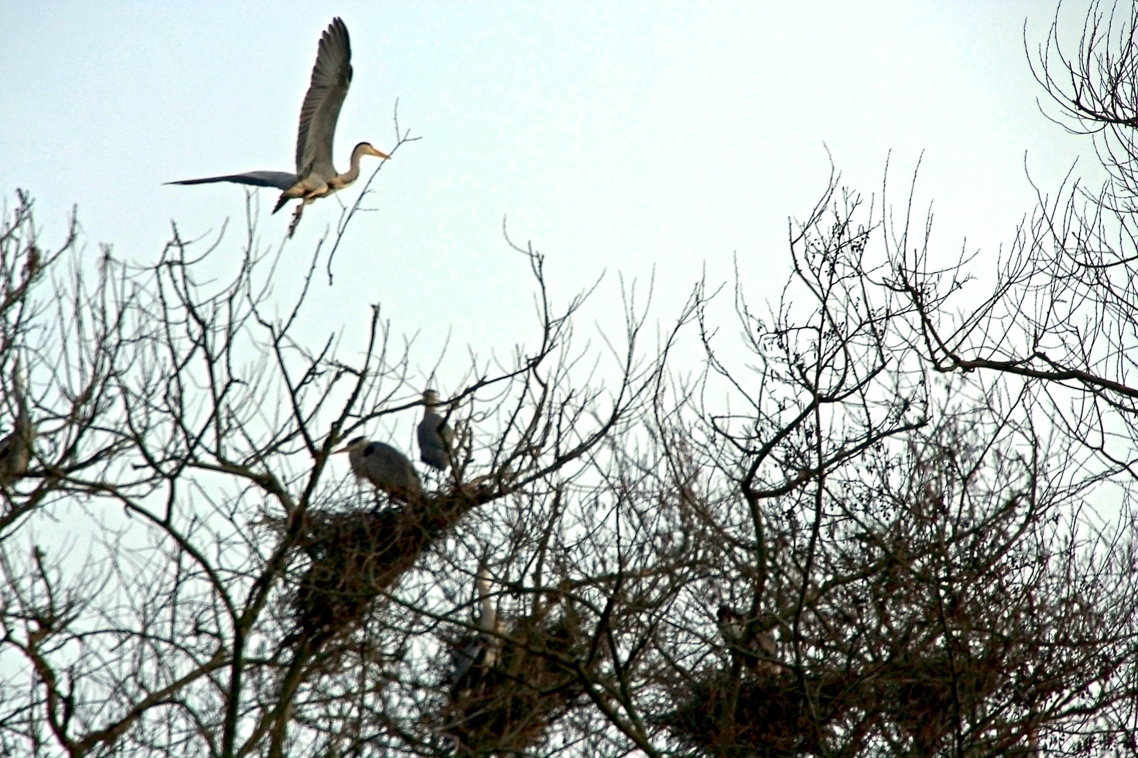 Nestbau