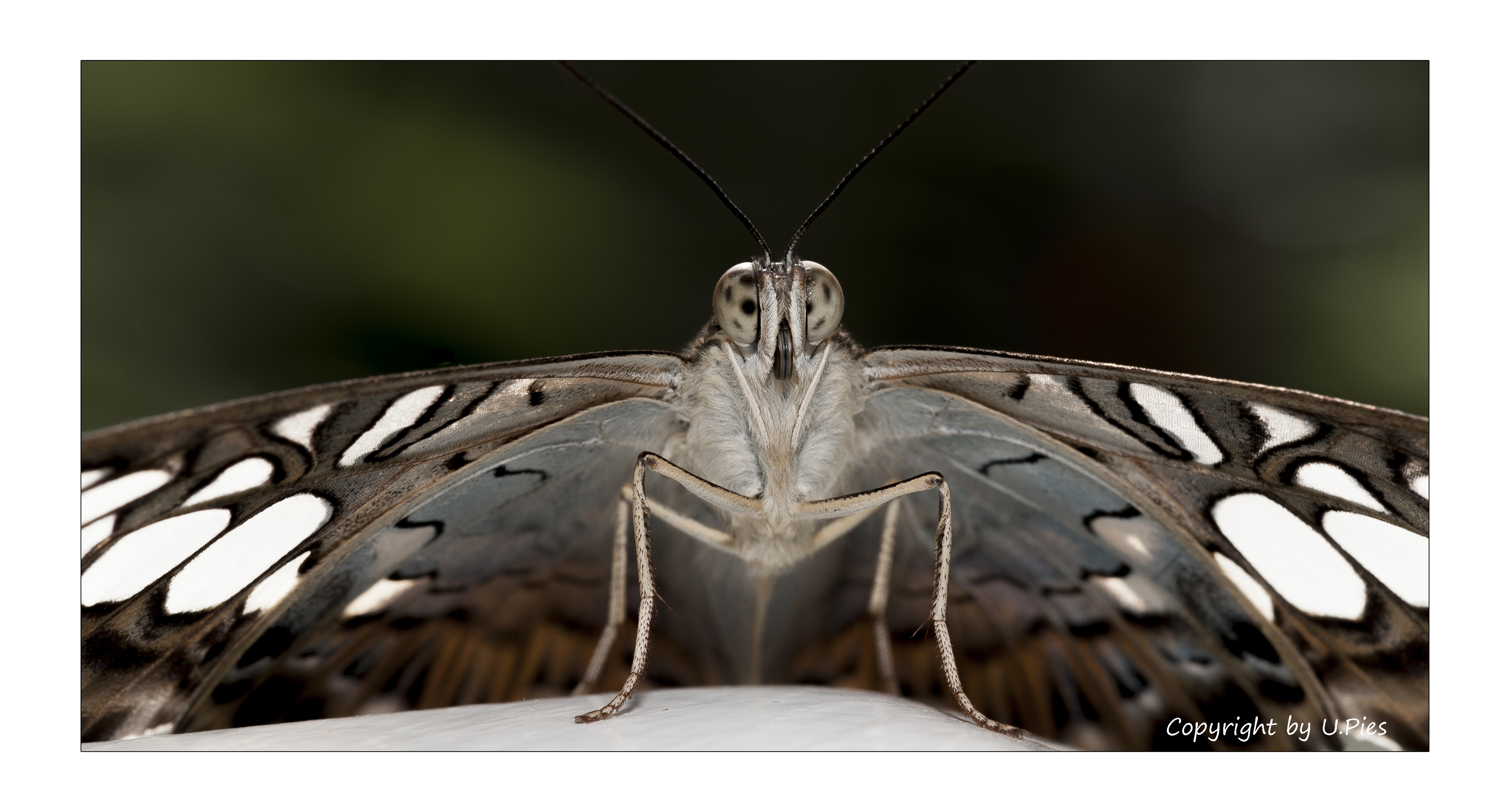 Gesehem im Garten der Schmetterlinge zu Schloss Sayn