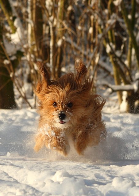 Schneepflug Gianna