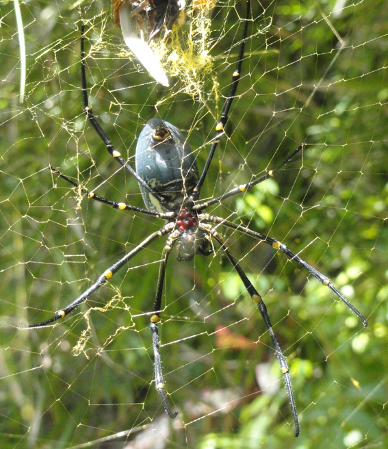 auf der Mauer... auf der Lauer... sitzt ne "kleine" Spinne
