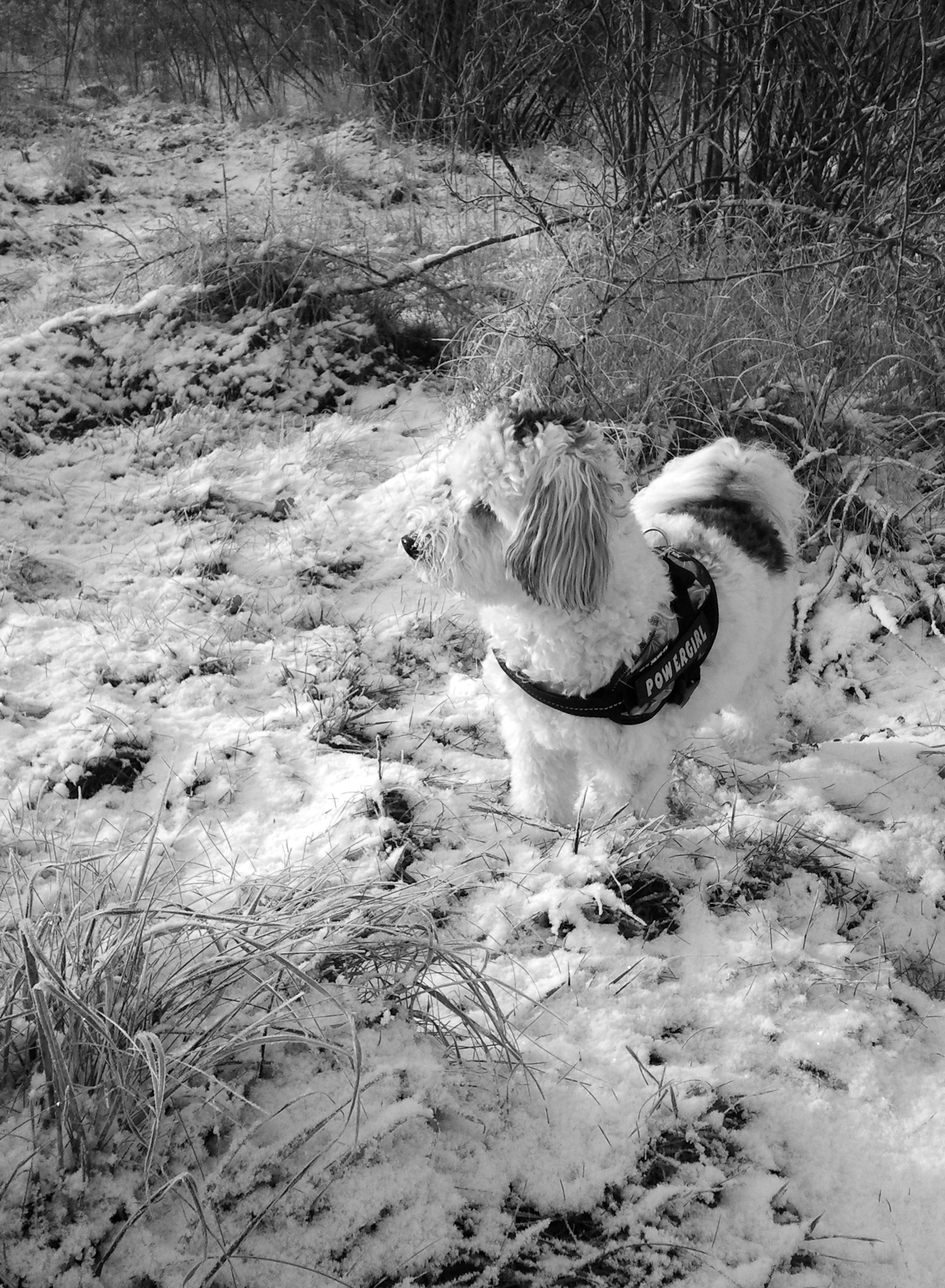 Snowdog