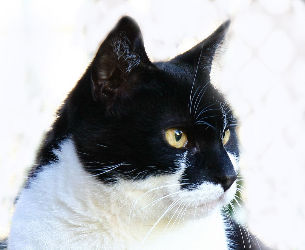Simba...unsere erste Katze