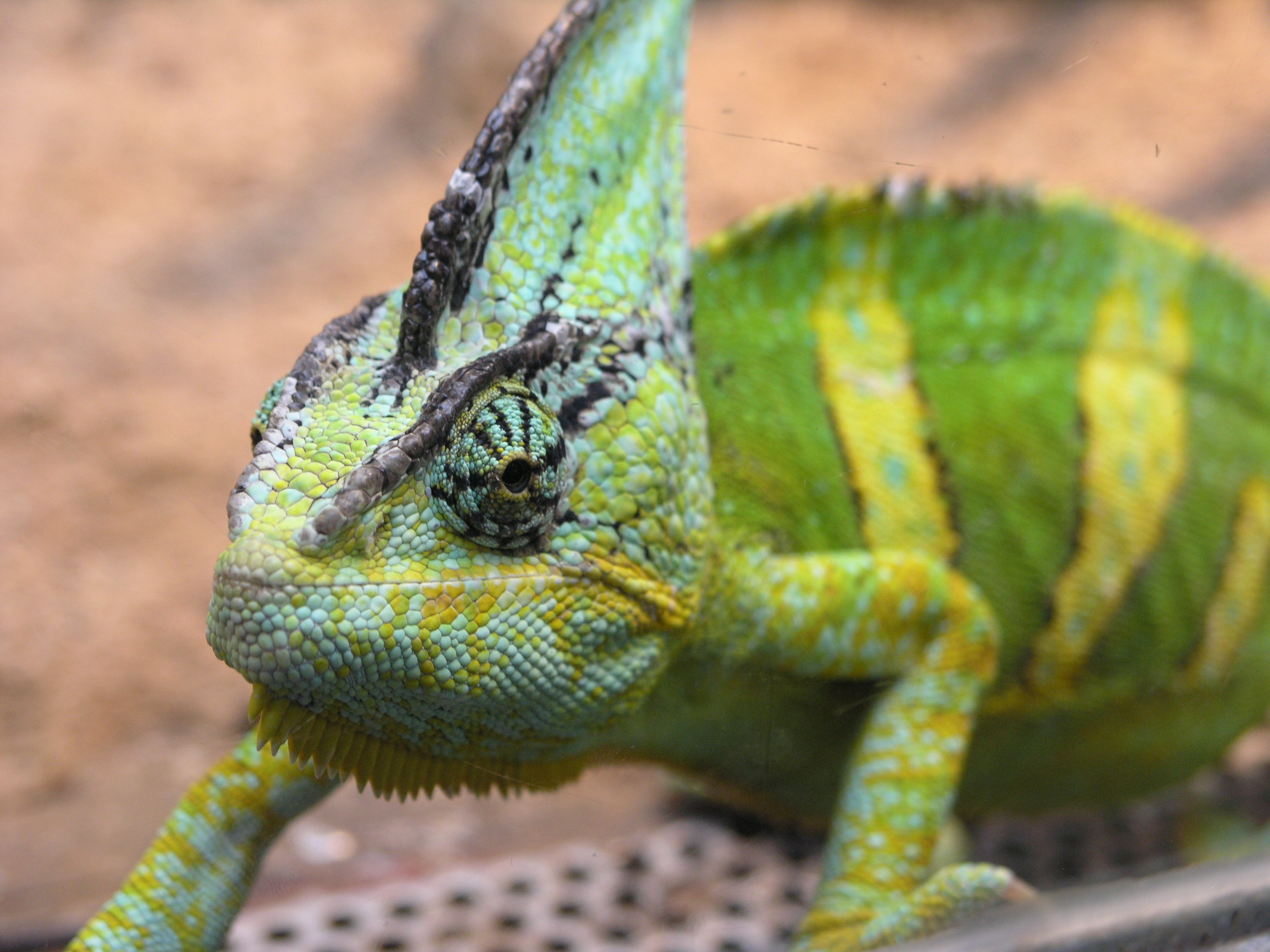 Chameleon