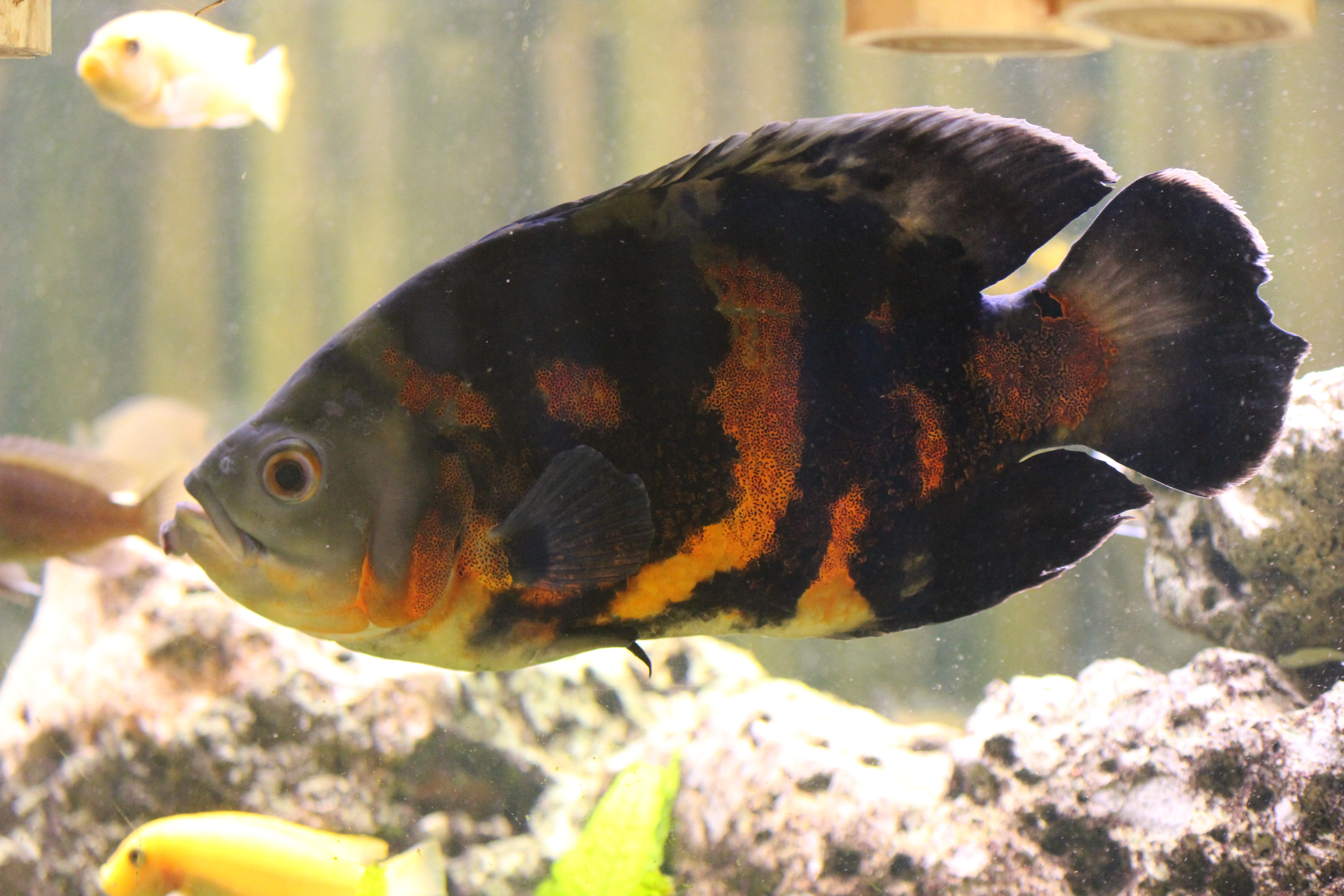 Balubb Balubb Fisch !!