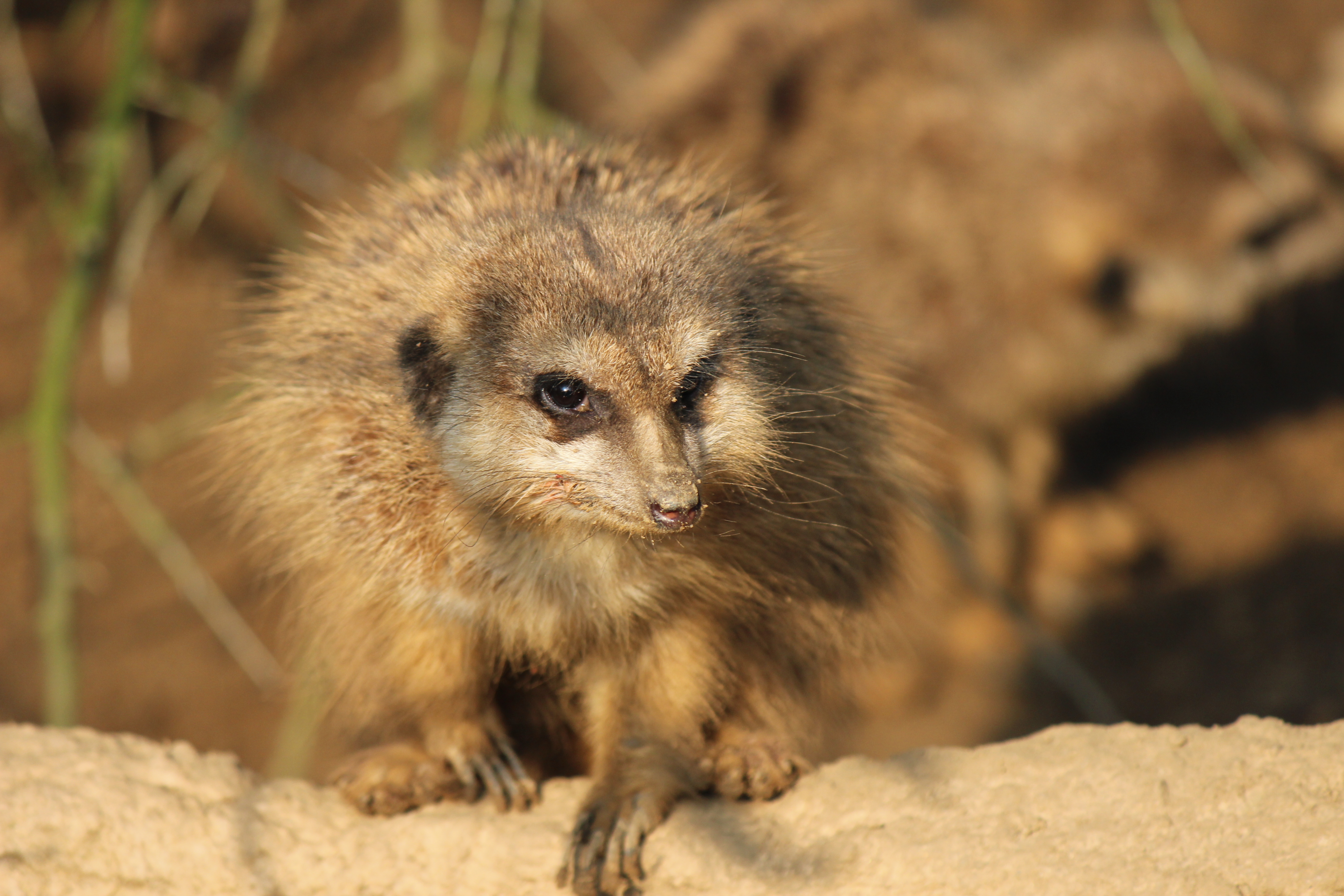 Killer Erdmännchen