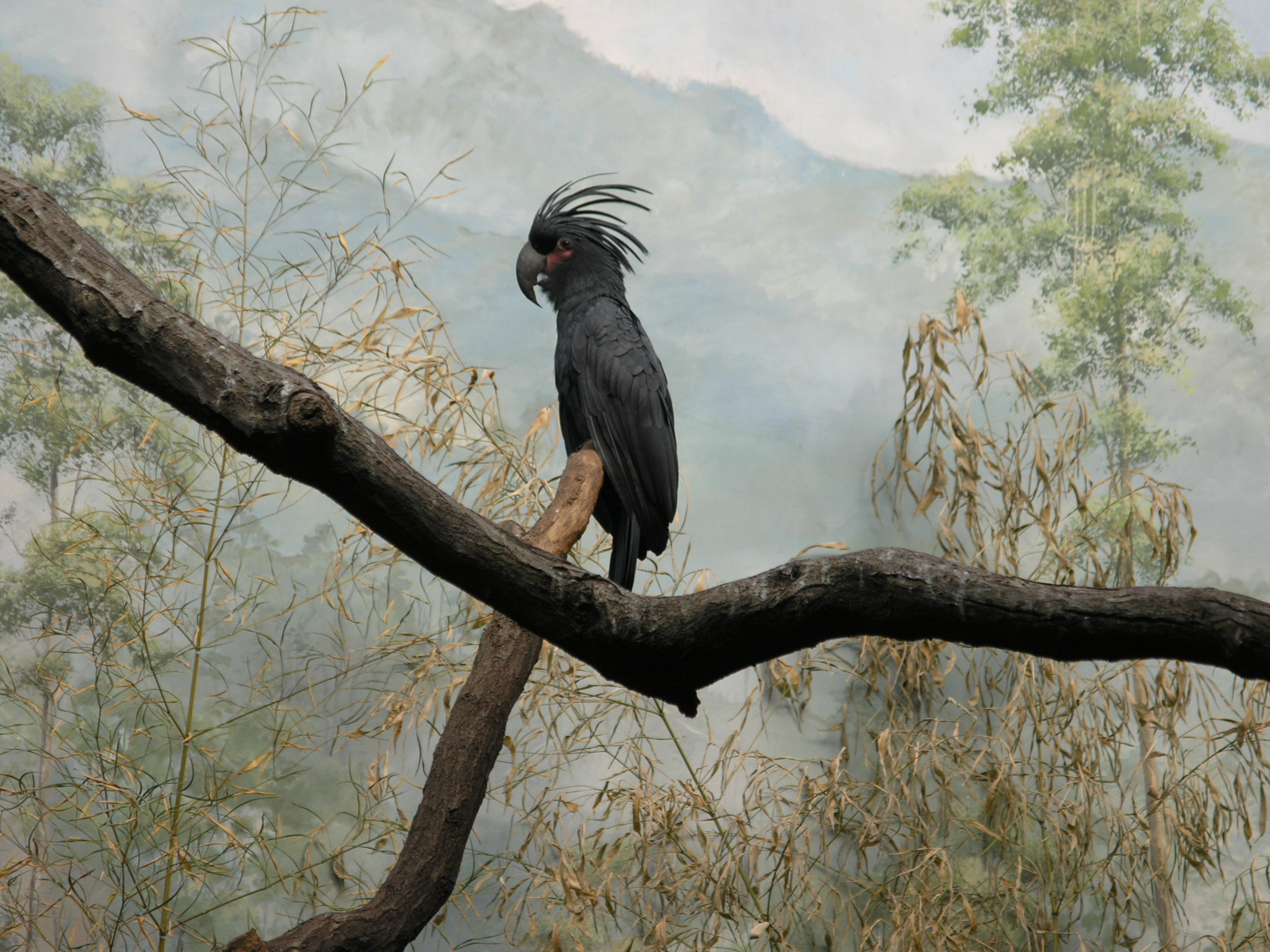 Black Bird