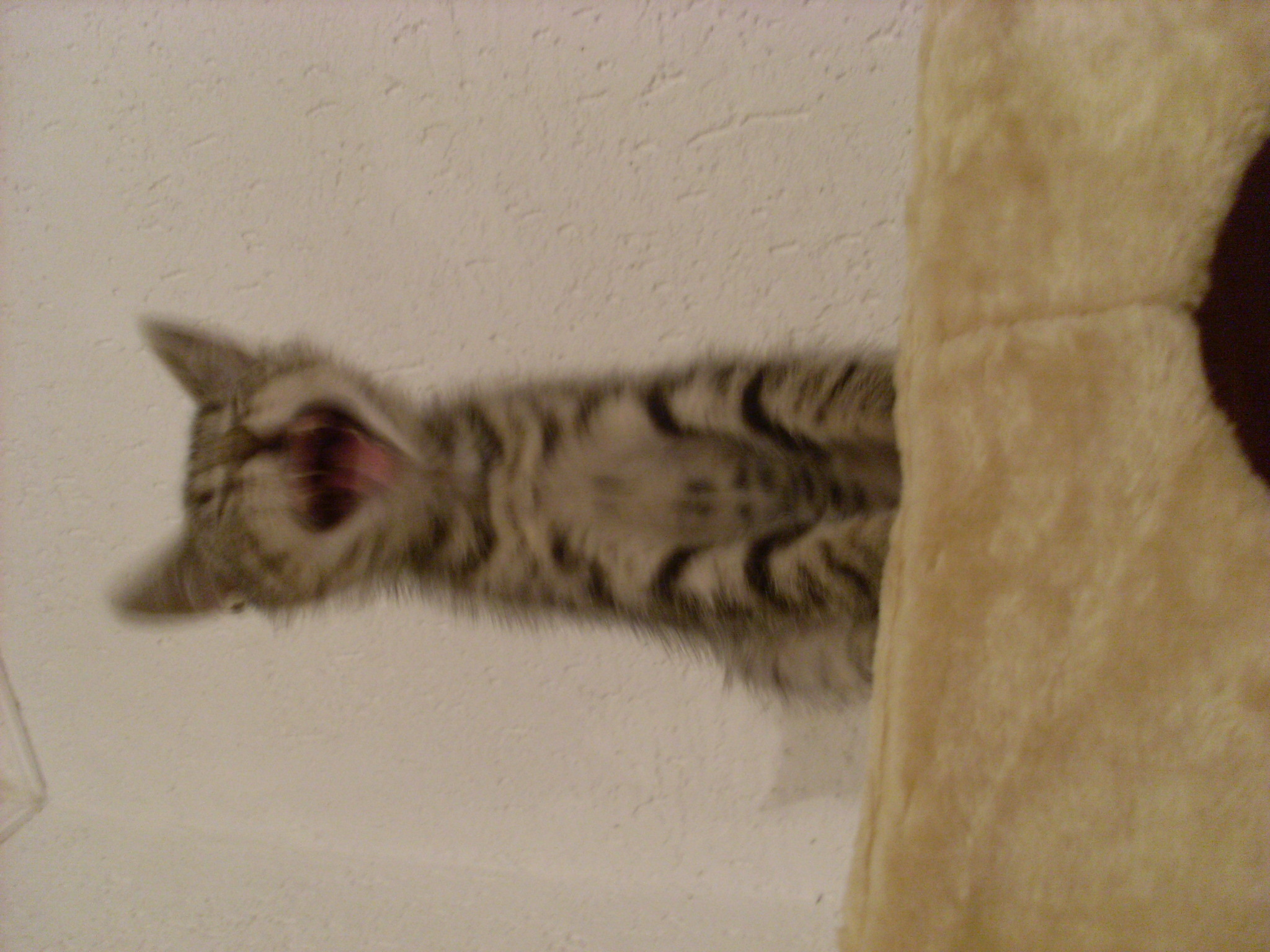 Tiggi aus Buer