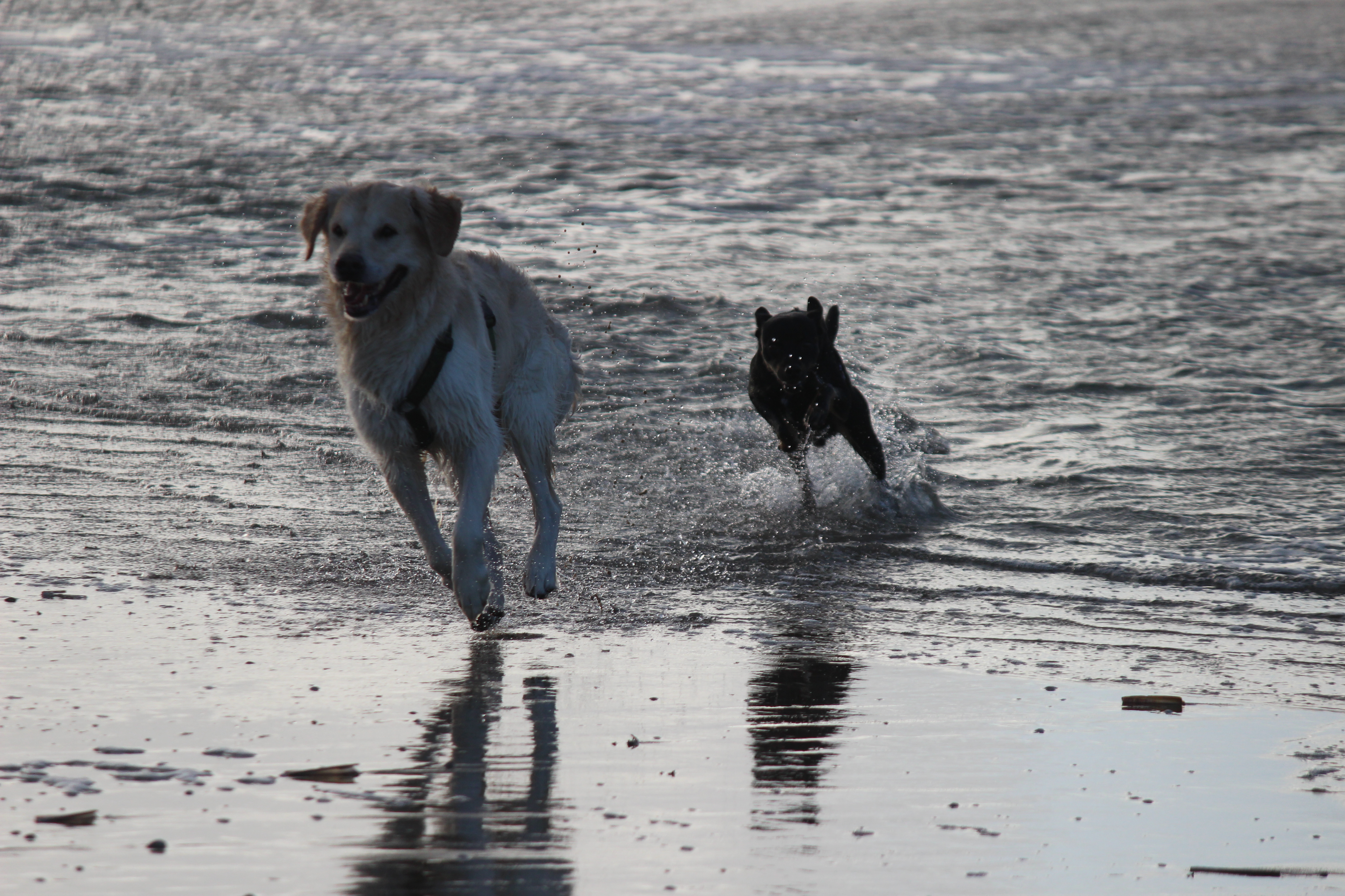 Hunderenne am Meer !