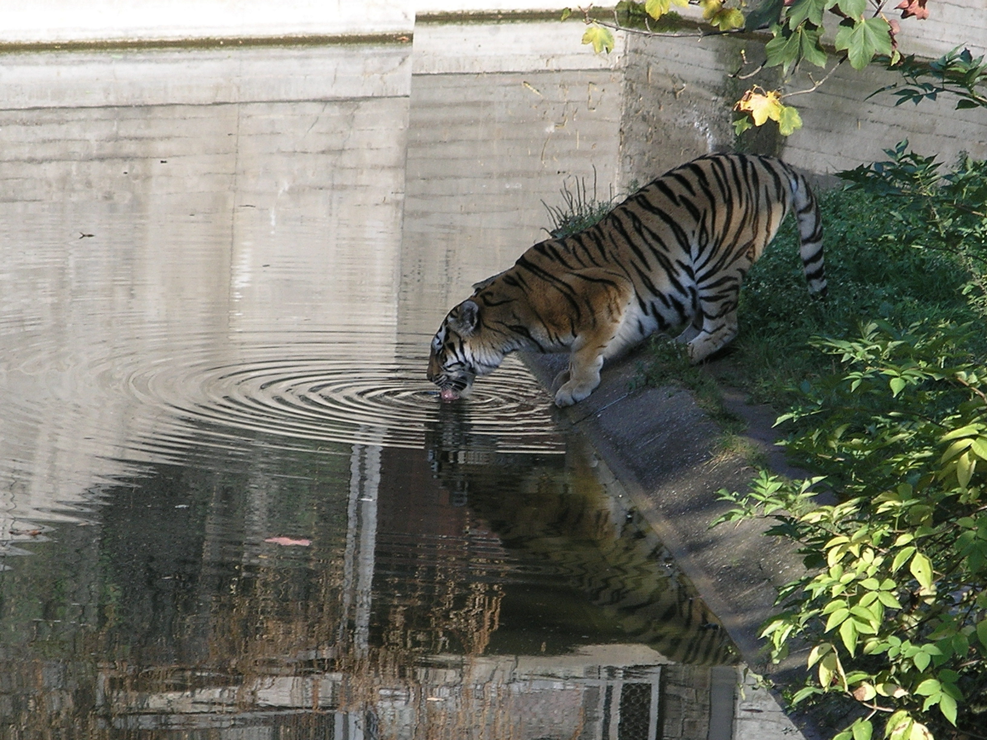 Spiegelwild...