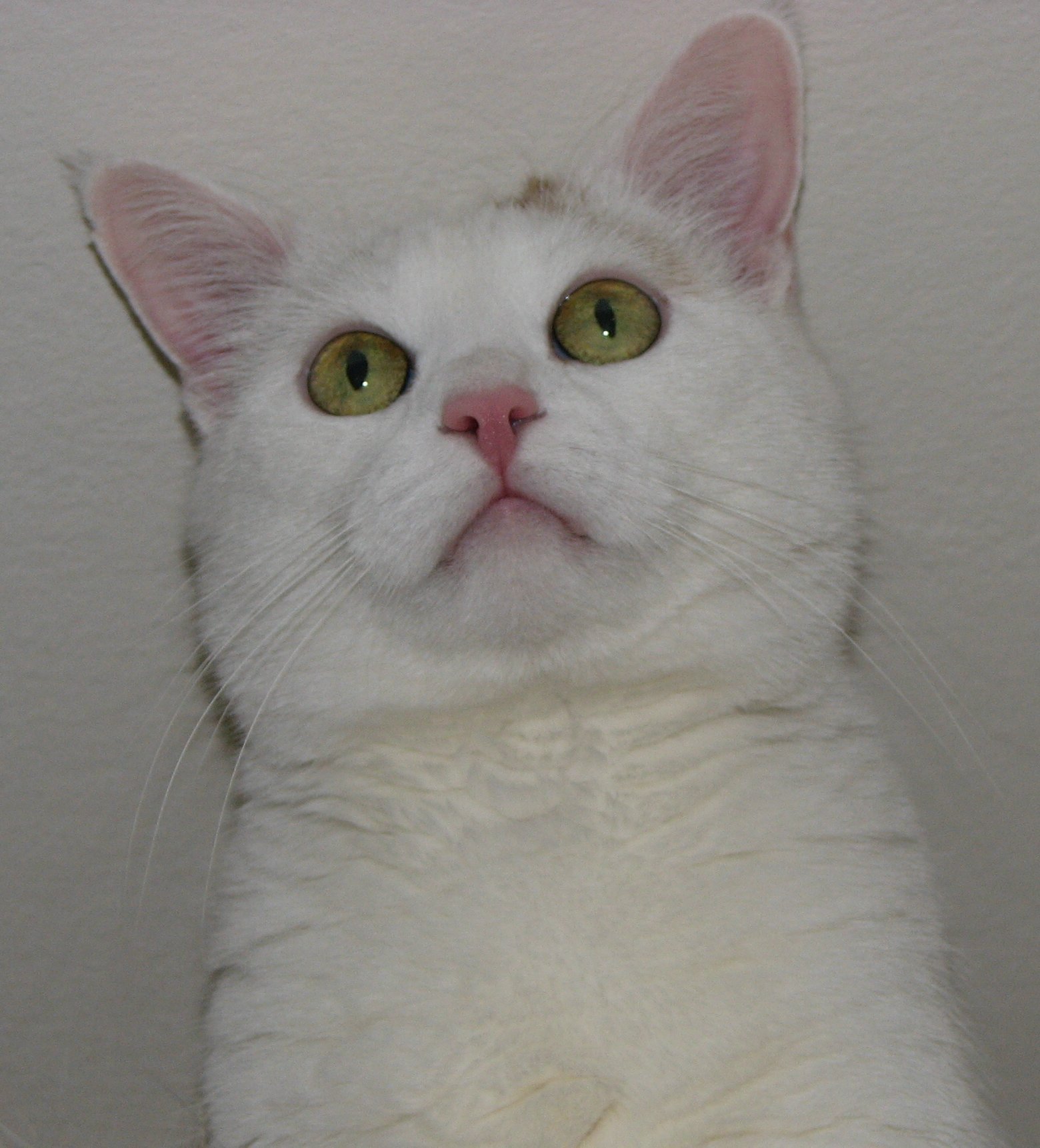 Miss Hauskatze 2005....
