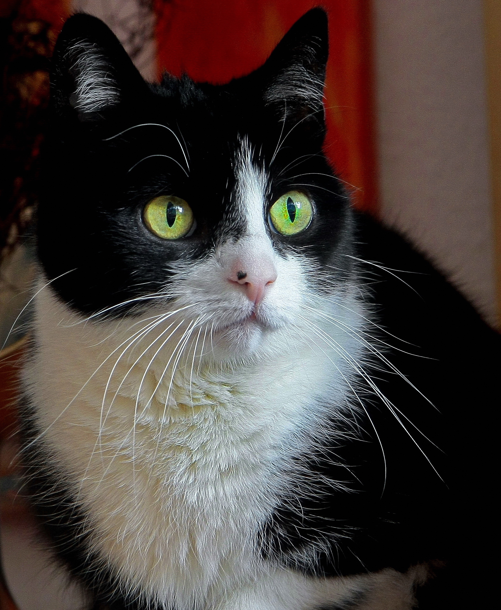 unvergessen...unsere Nelly