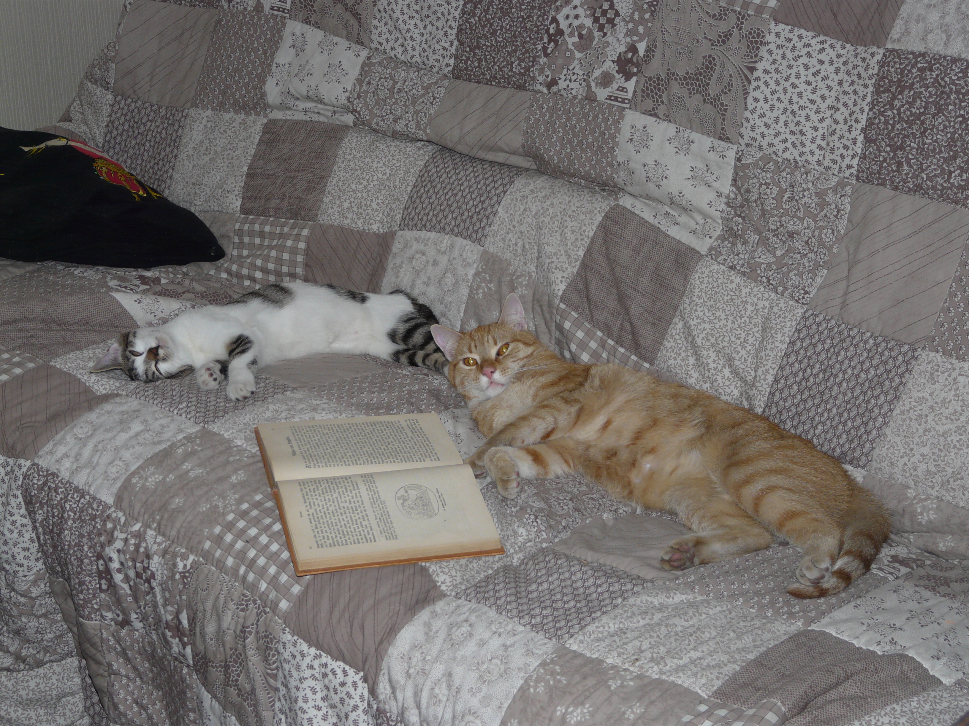 Lesekatzen