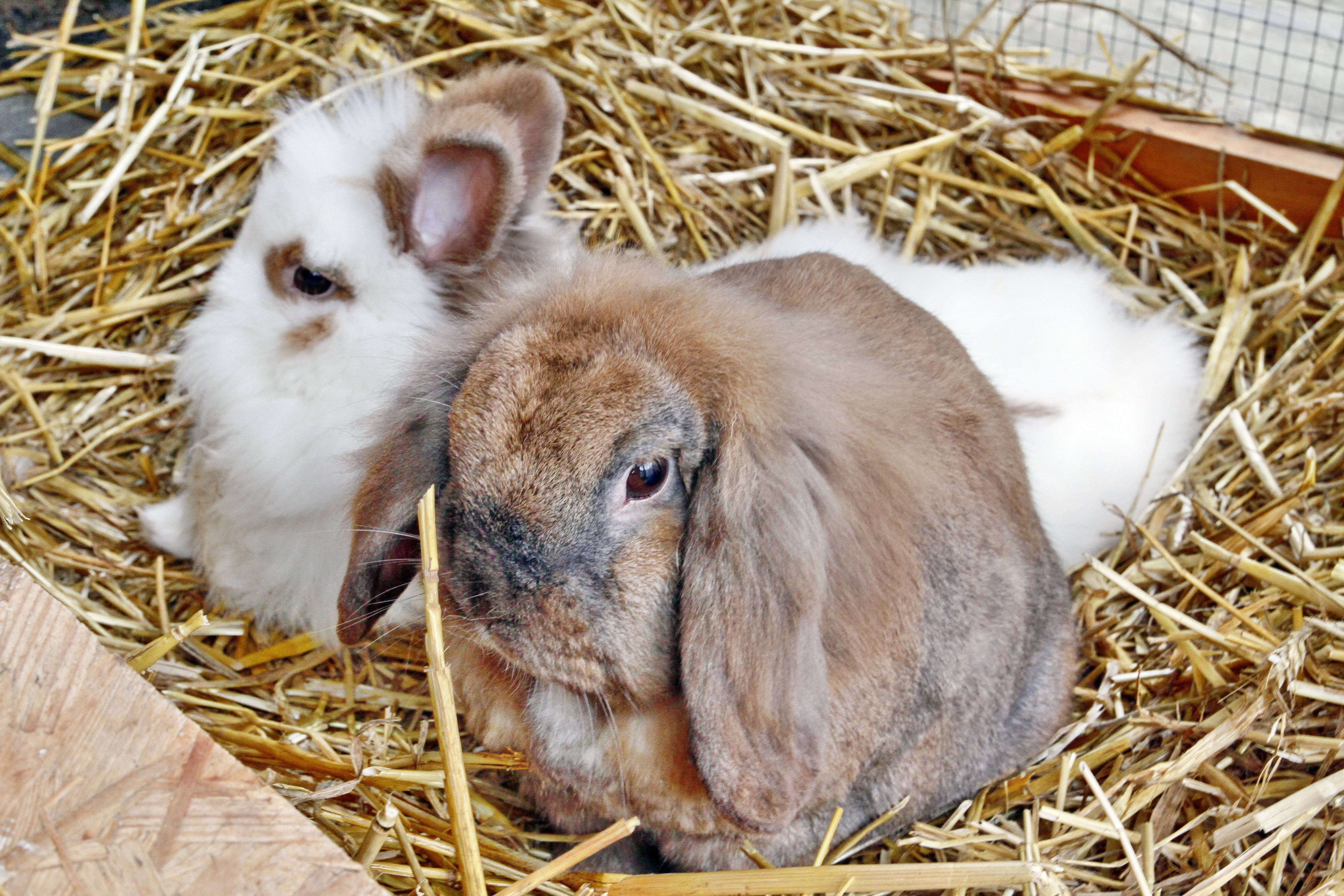 unsere Hasen Hüpfer und Rosalie