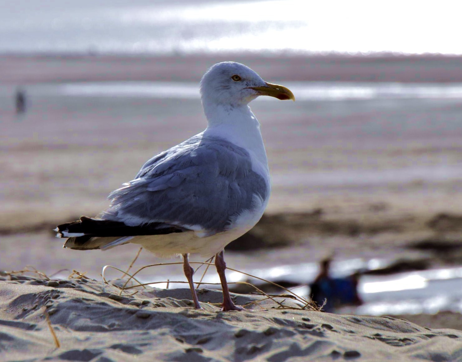Möwen am Strands von Renesse