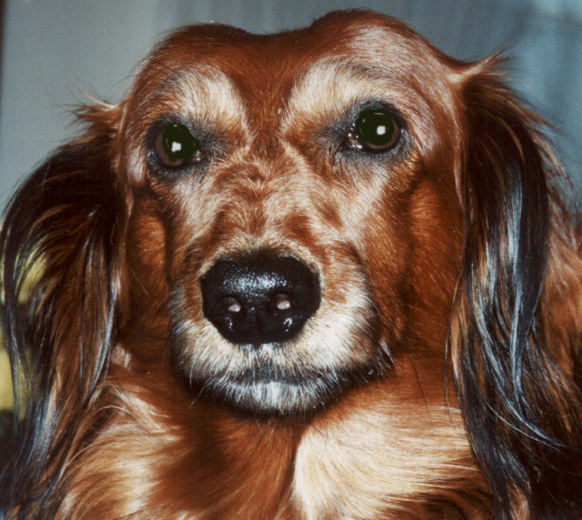 Trixi