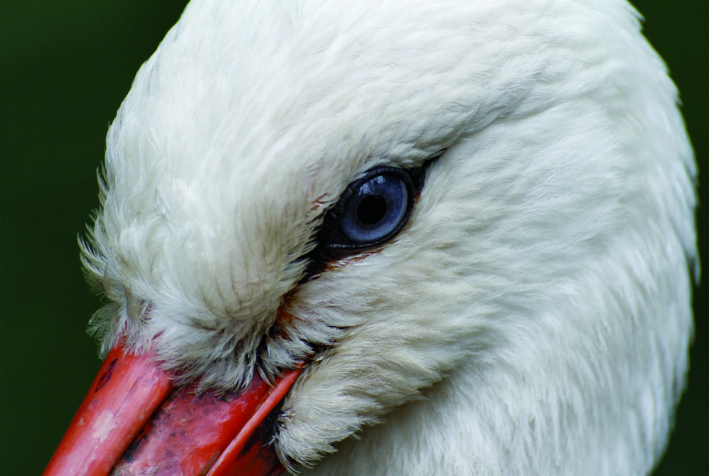 Blaues Auge.