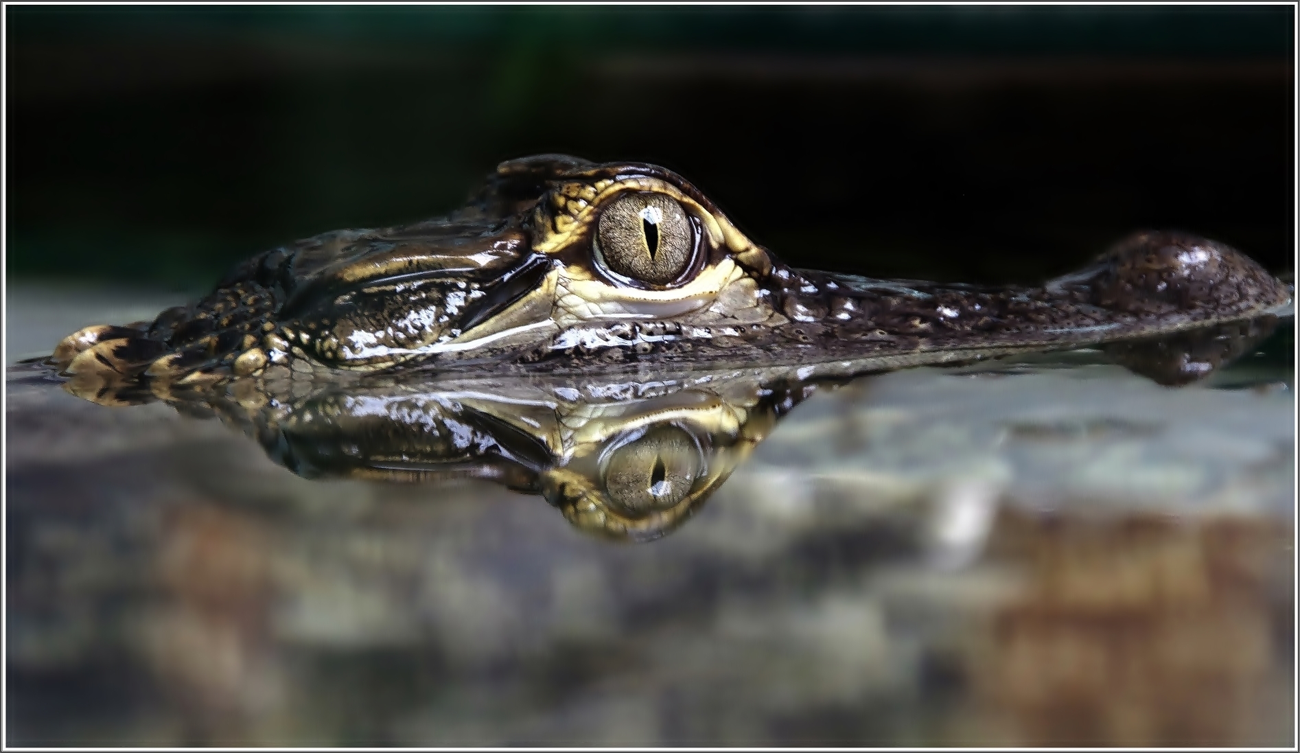 Mississippi Alligator im Terra-Zoo in Rheinberg